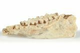 Fossil Early Ungulate (Plesiomeryx) Jaw - France #218498-1